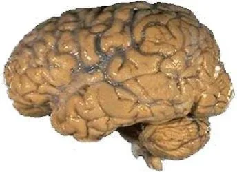 Lateral view of the human brain highlighting working memory regions
