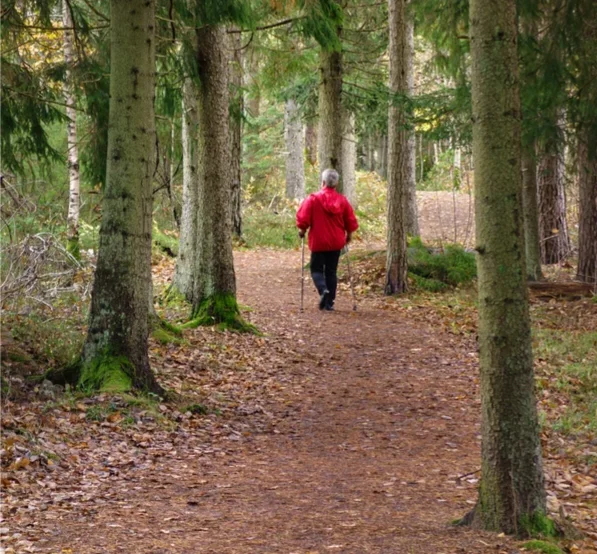 Woman walking a forest trail in peaceful morning light
